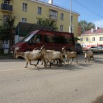 Козлы на дорогах Карпинска
