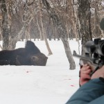 Медведь напал на карпинского охотника на территории Веселовского лесничества