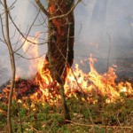 Тушением лесных пожаров в Карпинске займется новое предприятие
