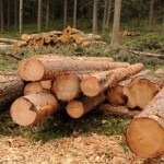 Лесозаготовительное предприятие Карпинска оштрафовано почти на полмиллиона