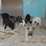В одном из бараков Карпинска умирают от голода около 20 щенков