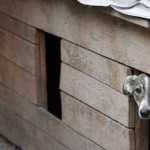В Карпинске может появиться приют для собак