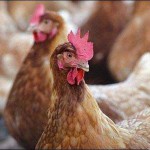 Краснотурьинская птицефабрика: люди увольняются, власти проводят встречи