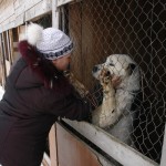 Карпинский приют-передержка для собак вынужден давать кров и кошкам