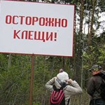 В Карпинске зарегистрированы первые укусы клещей. Пострадало семь человек 