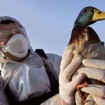 Птичий грипп опять угрожает