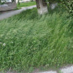 Ковер травы стелился под порывами.
