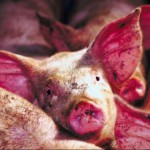 Проверьте свиней - нет ли признаков африканской чумы?
