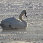 Лебедь плавал уже буквально на льду