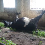 В Карпинске у передовой доярки зверски убили двух коров