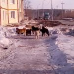 В Карпинске идет отлов бродячих собак