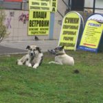 В Карпинске за две недели отловили 37 бродячих собак