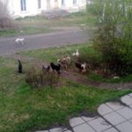 Отлов собак в Карпинске - начинается очередной этап