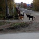 В Карпинске отловят еще 35 собак, но проблему это не решит