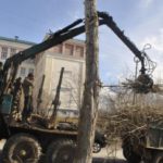 В Карпинске избавятся от аварийных деревьев